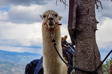 llama in mountains