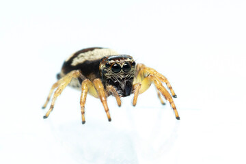 Image of bleeker's jumping spider (Euryattus bleekeri) on white background. Insect. Animal