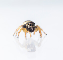 Image of bleeker's jumping spider (Euryattus bleekeri) on white background. Insect. Animal