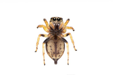 Image of bleeker's jumping spider (Euryattus bleekeri) on white background. View from the bottom. Insect. Animal