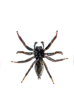 Image of biting jumping spider (Opisthoncus mordax) on white background. View from the bottom. Insect. Animal
