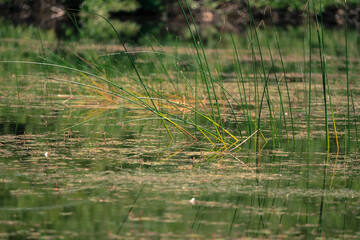 grasses growing in the water in a pond on a still day