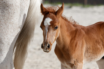 Horse mare and young pretty arabian foal on summer background, portrait closeup