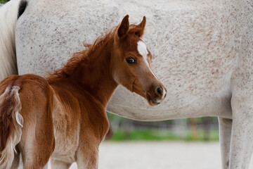 Horse mare and young pretty arabian foal on summer background, portrait closeup