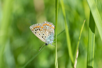 Common blue butterfly (Polyommatus icarus) rests on a blade of grass.
