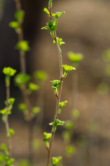 Spring leaf close-up