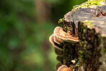 Champignons sur une souche