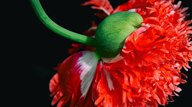 Klatschmohn,  Mohnblumen,   bl&uuml;tenknospe,   fransen mohn,  rote Mohnblumen mit gef&uuml;llte Bl&uuml;ten 