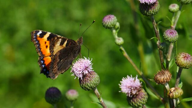The urticaria butterfly eats nectar on a thistle flower..