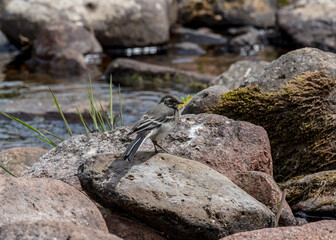 Juvenile Pied Wagtail on rocks in river bed.