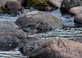 Juvenile Pied Wagtail on rocks in river bed.