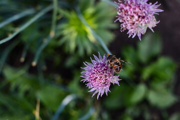 Bee and lilac flower