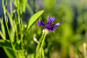 Insect and blue flower