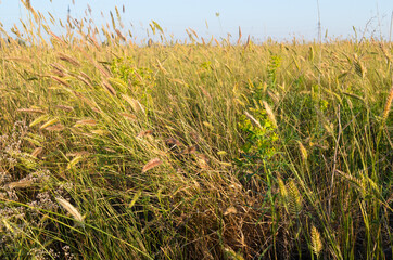 Steppe grass and sky