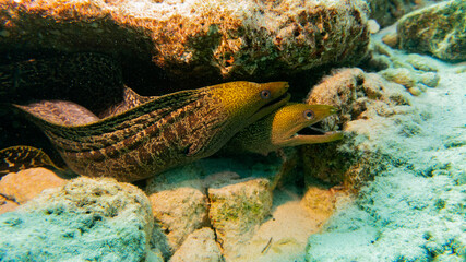 A leopard moray eel looks out from its burrow.