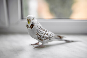 White wavy parrot walks on the windowsill
