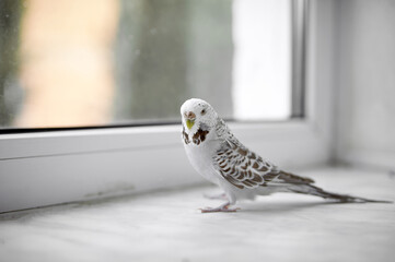 White wavy parrot walks on the windowsill