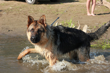 german shepherd running along the sandy shore, training, education and care of a purebred dog.