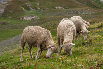 Obraz na płótnie Canvas Moutons