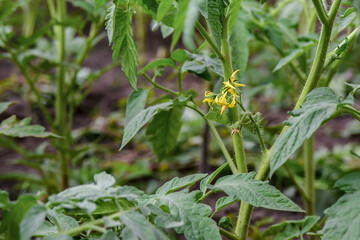 Tomato in bloom, growing seedlings in greenhouse conditions.
