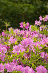 Fototapeta na wymiar beeautiful royal azalea flowers, spring