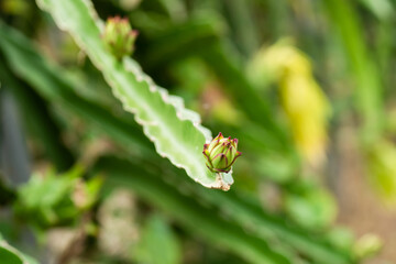 farm of pitaya with fruit and flower