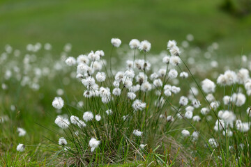 Eriophorum vaginatum, the hare's-tail cottongrass, tussock cottongrass, or sheathed cottonsedge, is...