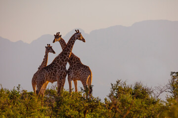 giraffes in the savannah at sunset - obrazy, fototapety, plakaty