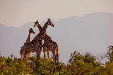 Foto op Canvas giraffen in de savanne bij zonsondergang © Kevin