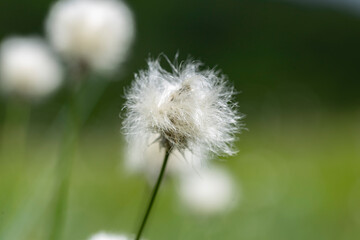 Fototapeta premium Eriophorum vaginatum, the hare's-tail cottongrass, tussock cottongrass, or sheathed cottonsedge, is a species of perennial herbaceous flowering plant in the sedge family Cyperaceae. 