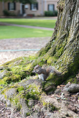 cute Squirrel eating by a tree in nature