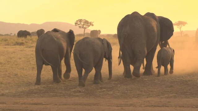 Cute shot of an elephant family exploring the Serengeti national park at golden sunset. Scenic view of the picturesque African savannah and a small group of grey elephants on a sunny summer evening.