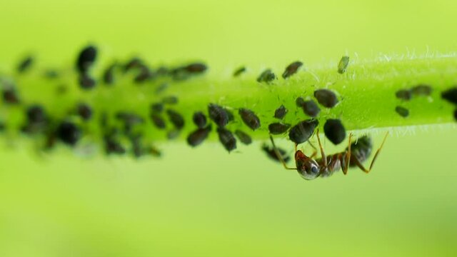 Ant taking care of Aphid colony -&nbsp;Hemiptera: Aphididae - on stem in 4K VIDEO. Macro footage of insect pests - plant lice, greenfly, blackfly or whitefly - sucking juice from plant.