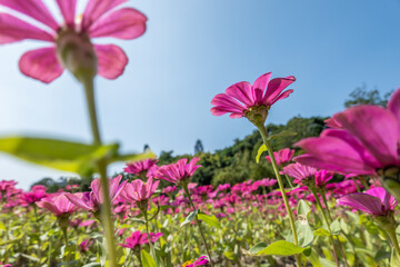 Obraz premium pink cosmos flowers farm