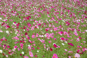 colorful cosmos flowers farm