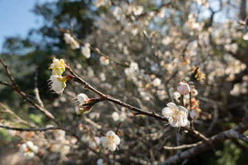 landscape of white plum blossom
