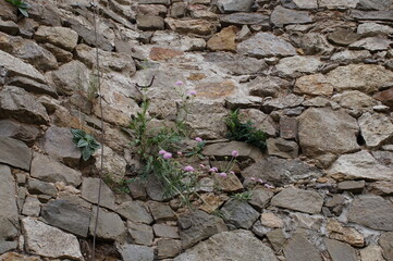 Plants growing between stones on a stone wall of an old building 