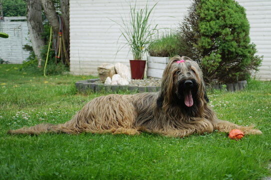 A young purebred dog briard lies on the grass in the backyard 