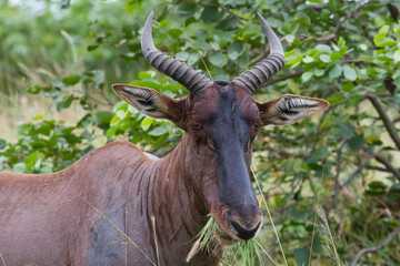 Tsessebe (Damaliscus lunatus lunatus) antelope closeup eating grass in Kruger National Park, South Africa