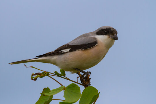 Lesser grey shrike (Lanius minor) sitting on a mopani tree branch in Kruger National Park, South Africa with blue sky background