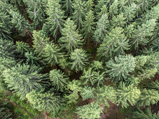 Nadelbäume von oben im Sommer