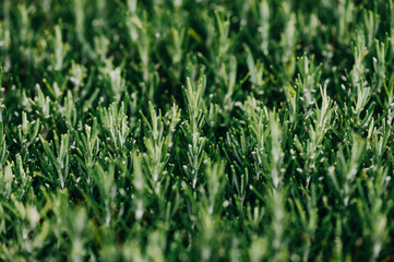 Close up with details of rosemary. Individual rosemary needles