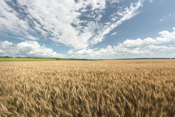 Naklejka premium golden wheat field and sunny day
