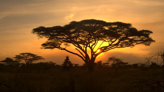 SILHOUETTE, LENS FLARE: Picturesque view of the gorgeous wilderness in Serengeti national park at scenic sunset. Setting sun illuminates an acacia tree in the middle of the vast African savannah.