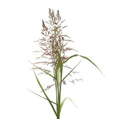 Fresh cane flowers, reed seeds and grass isolated on white background, clipping path