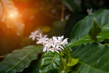 White Coffee tree blossom and ripe coffee beans on branch with water drop. close up insect bee with beautiful fresh white coffee flower on coffee branch tree in green forest