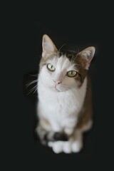 Cute tabby cat looking curious up to the camera. Isolated on black background.