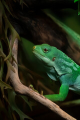 Fototapeta premium green iguana