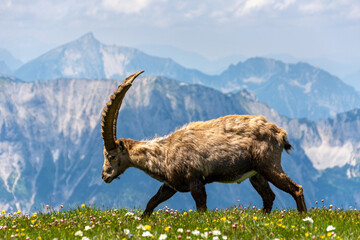 Running ibex in the mountains, Austria