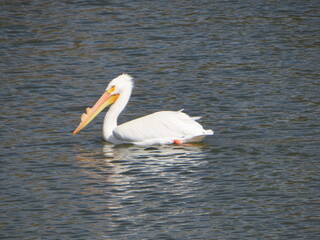 White Pelican in a Recreational Lake